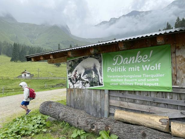 Profis aus dem Ausland sollen Tiroler Problemwölfe jagen