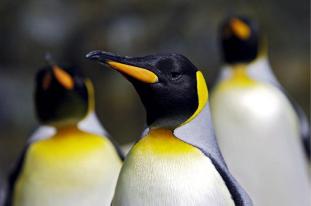 Total schräge Vögel: 15 Fakten über Pinguine