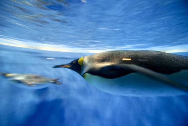 Total schräge Vögel: 15 Fakten über Pinguine