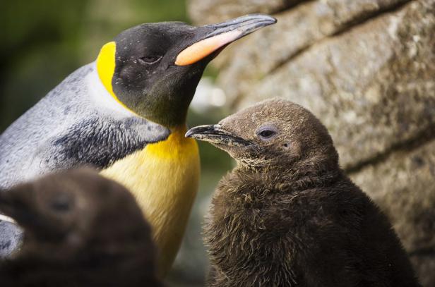 Total schräge Vögel: 15 Fakten über Pinguine