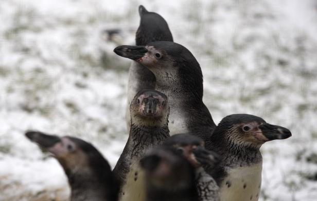 Total schräge Vögel: 15 Fakten über Pinguine