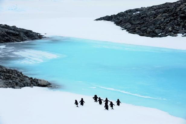 Total schräge Vögel: 15 Fakten über Pinguine