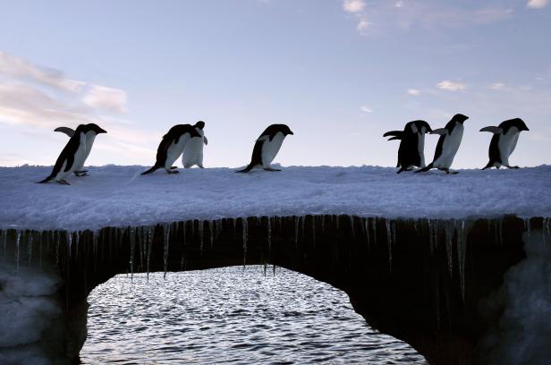 Total schräge Vögel: 15 Fakten über Pinguine