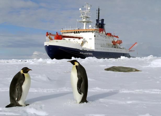 Total schräge Vögel: 15 Fakten über Pinguine