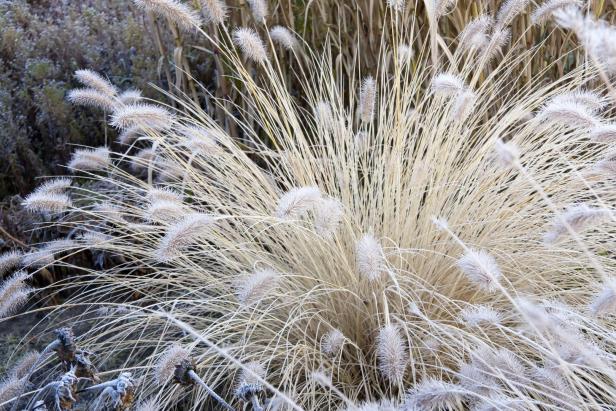 Ein Büschel Reif-bedeckten Ziergrases im winterlichen Garten.