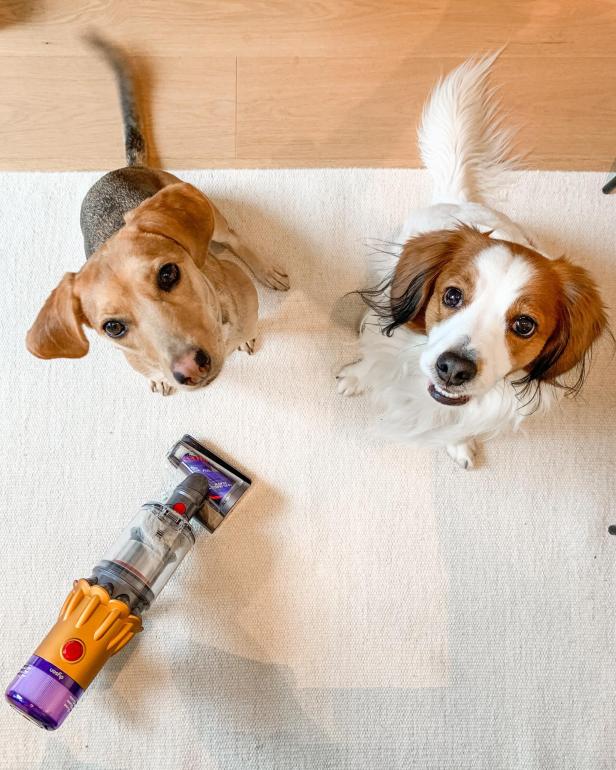 Zwei Hunde sitzen auf einem Teppich neben einem Staubsauger und schauen nach oben.