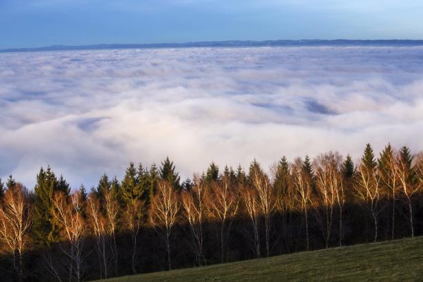 Blick auf eine Nebeldecke über einem Wald aus Birken und Nadelbäumen.