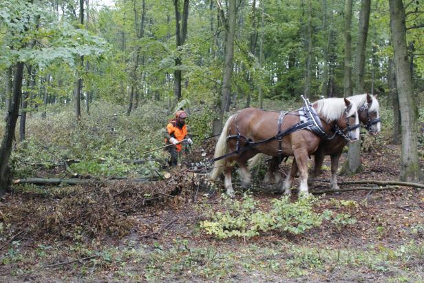 "Forstwirtschaft live" bei den Waldtagen am Leithaberg