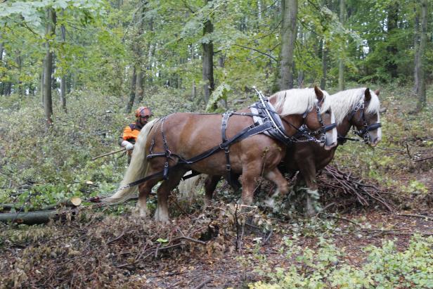 "Forstwirtschaft live" bei den Waldtagen am Leithaberg