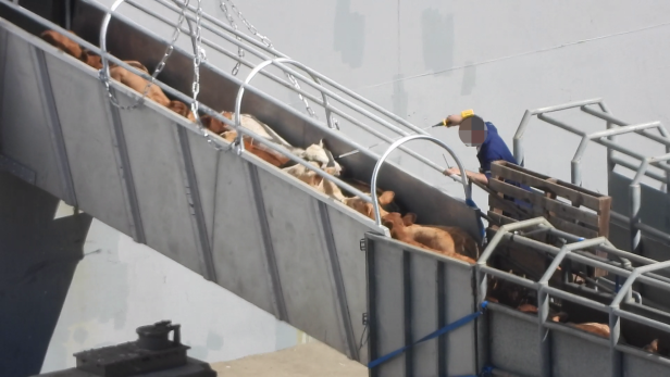 Rinder-Export übers Meer: Katastrophale Zustände aufgedeckt