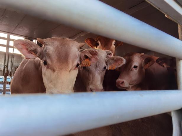 Rinder-Export übers Meer: Katastrophale Zustände aufgedeckt