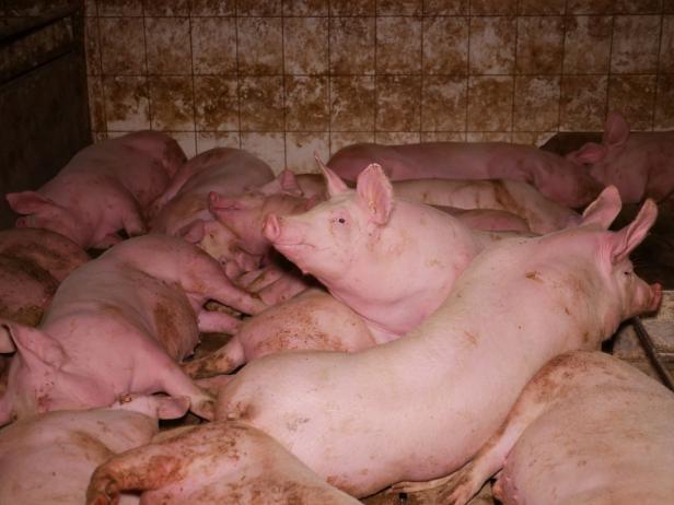 NÖ: Diversion in Prozess um Missstände in Schweinemastbetrieb