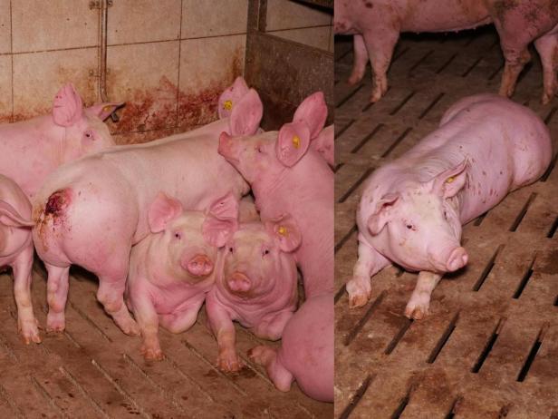 NÖ: Diversion in Prozess um Missstände in Schweinemastbetrieb