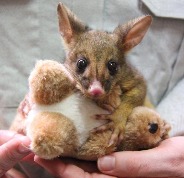 Ein junges Opossum umklammert ein Plüschtier, gehalten von einer Person.