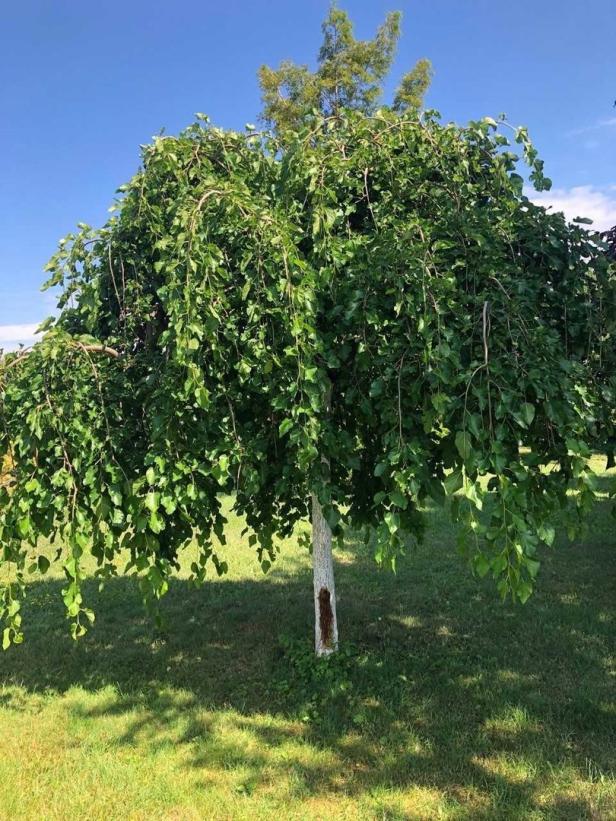 Tipp vom Gärtner: Laub- und Obstbäume richtig pflegen