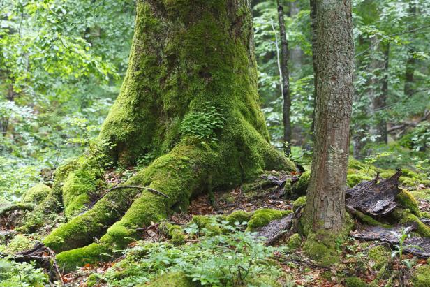 8 herbstliche Wanderrouten in Wien, Niederösterreich und im Burgenland