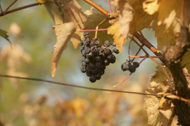 Tipp vom Gärtner: So gedeihen Weinreben im Garten