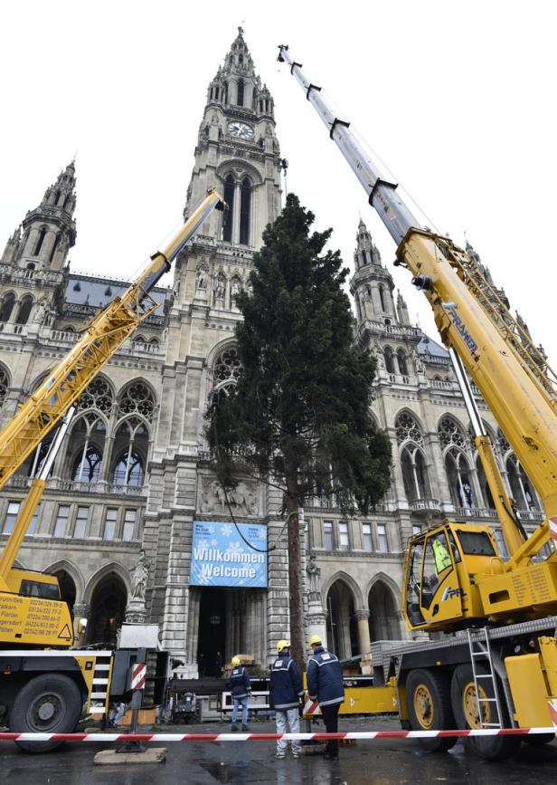 Steirischer Christbaum für Wien: Schon wieder schiach