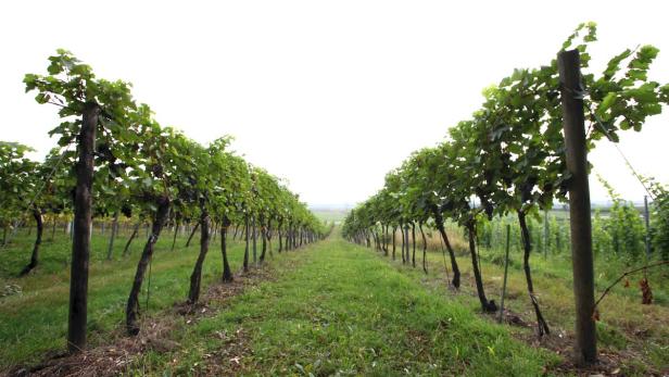 Weingarten, Weintrauben, Wein, Weinstock… Eine Reihe von Weinstöcken in einem Weinberg.