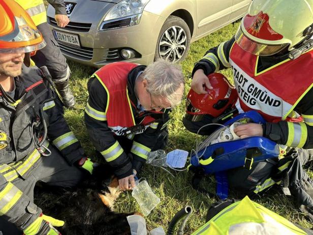 Großeinsatz der Feuerwehren: Hunde vor dem Flammentod gerettet