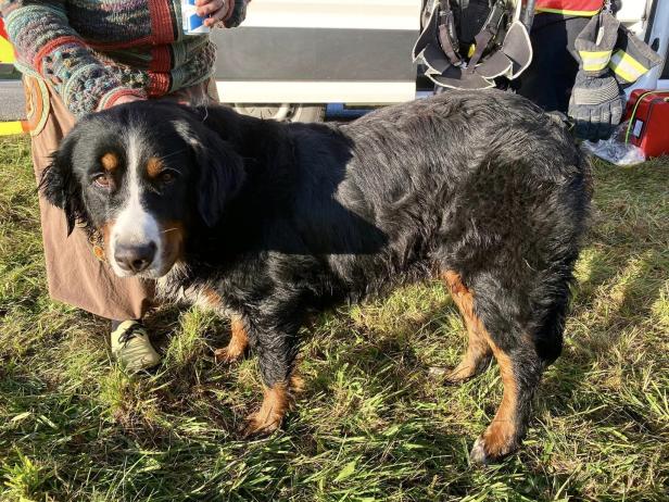 Großeinsatz der Feuerwehren: Hunde vor dem Flammentod gerettet