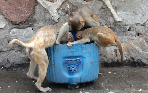 Affenplage in Indien: Jetzt wird Affen gezählt