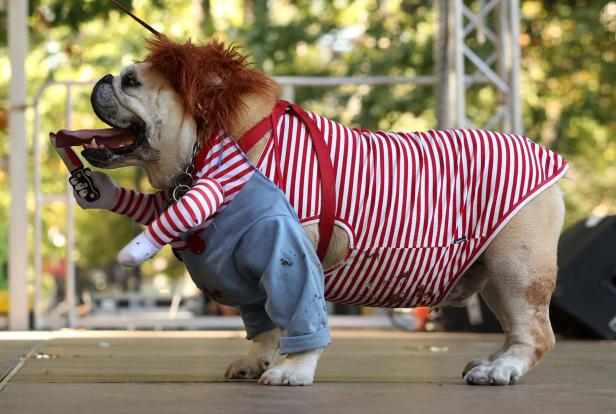 Halloween-Festival für Hunde und ihre Besitzer in New York