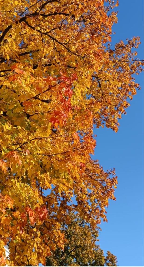 Ein bunter Herbstspaziergang