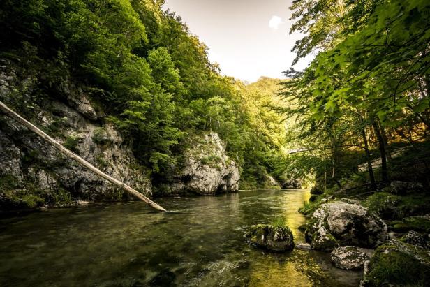 Ein Fluss fließt durch eine grüne Waldlandschaft mit Felsen und Bäumen.