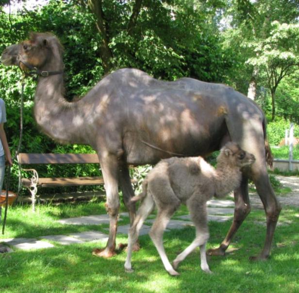 Kamel-Nachwuchs im Tiergarten Walding