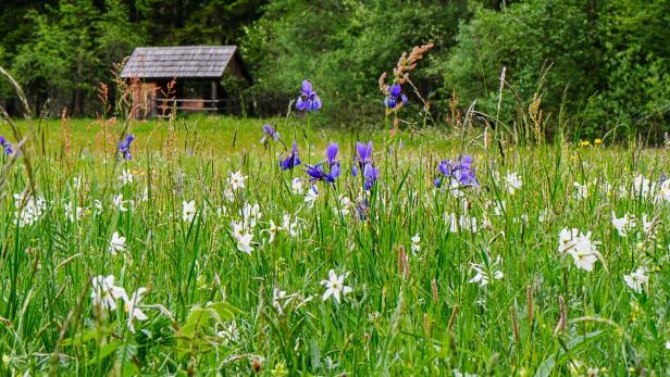 Blumenwiese Nationalpark Gesäuse