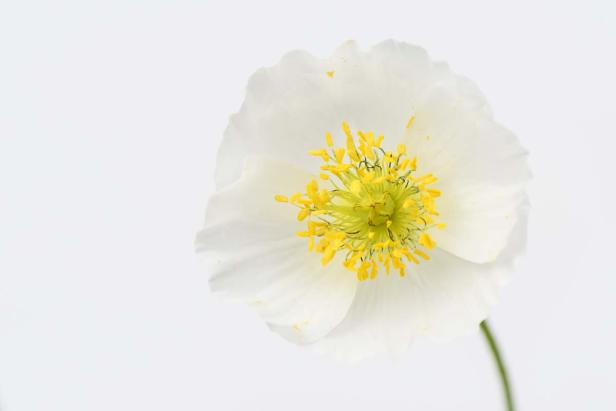 Nordöstlicher Alpen-Mohn