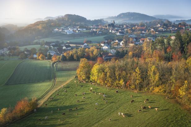 Eine Herde Kühe grast auf einer Wiese vor einem Dorf im Herbst.