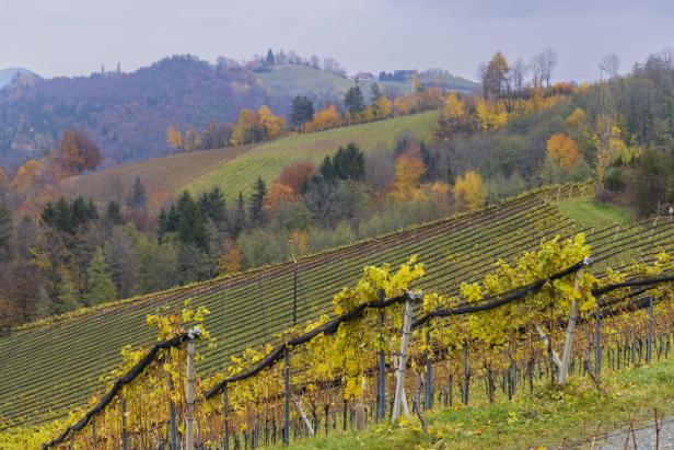 Ein Weinberg mit gelben Blättern im Herbst vor einer hügeligen Landschaft.