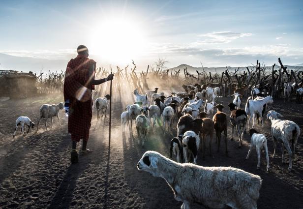 Michael Martin hat einen Massai-Dorfchef mit seiner Schafherde bei Sonnenaufgang fotografiert,