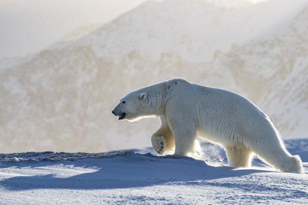Ein Eisbär läuft durch eine verschneite Landschaft.