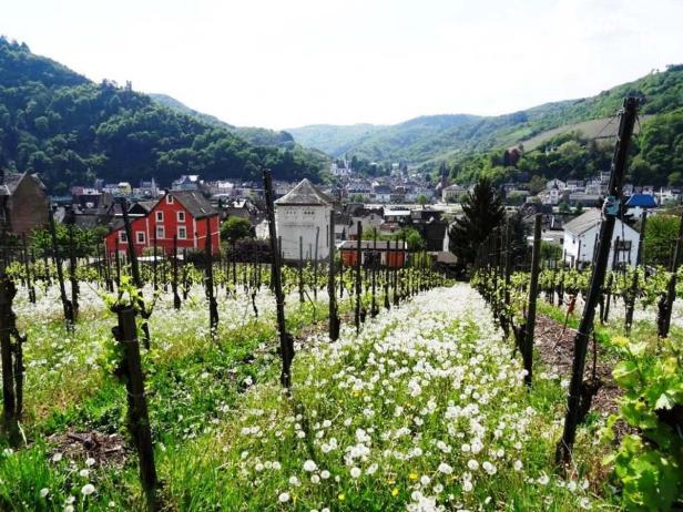 Ein Weinberg mit Löwenzahnblüten im Vordergrund und einer Stadt im Hintergrund.