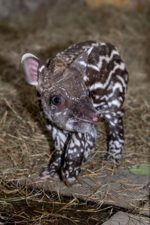 Erstes Tapirbaby im oberösterreichischen Zoo Schmiding geboren