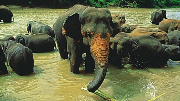 Die "ehrenwerte Insel": Sri Lanka zum Top-Preis