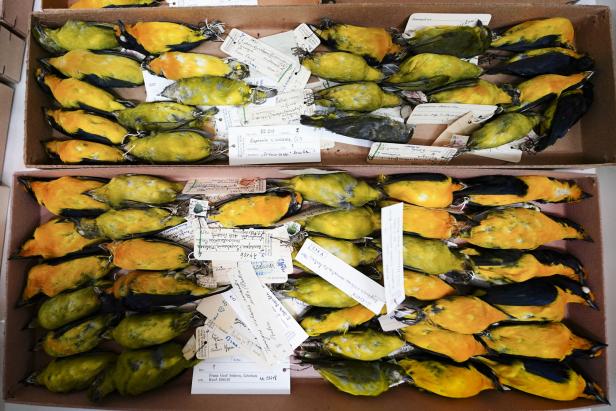 Ohne Motten, mit Foto: So sortiert das Naturhistorische Museum 19.000 Vögel ein