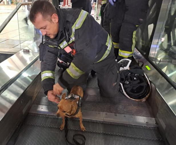 Wiener Feuerwehr rettete in Rolltreppe stecken gebliebenen Hund