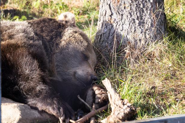 Ein Braunbär schläft am Fuße eines Baumes.