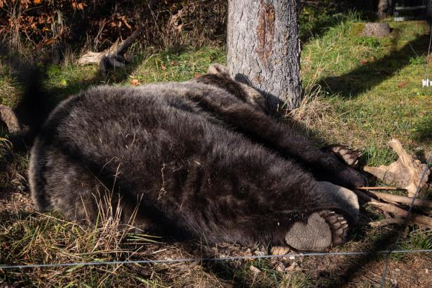 Ein Bär schläft an einem Baumstamm im Gras.