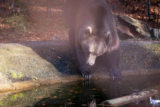 Ein Braunbär trinkt Wasser aus einem kleinen Teich.