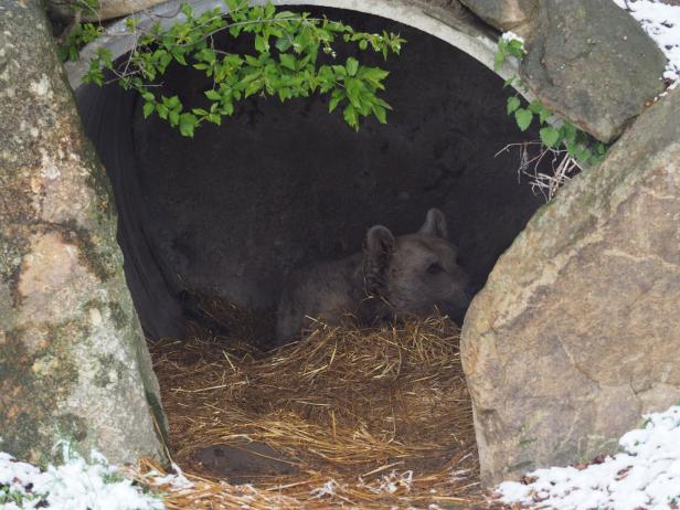 Ein Bär liegt in einem Bau aus Stroh und Steinen.