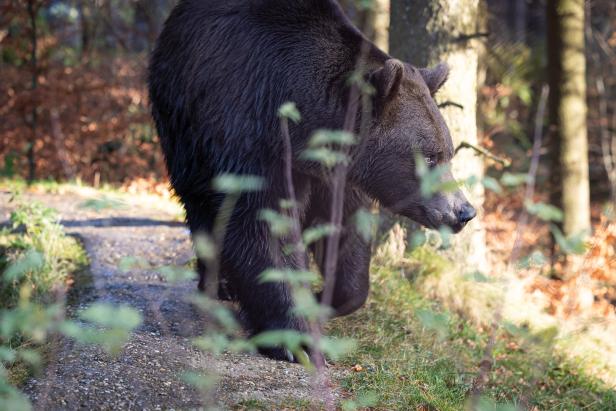 Ein Braunbär steht im Wald, teilweise von Blättern verdeckt.