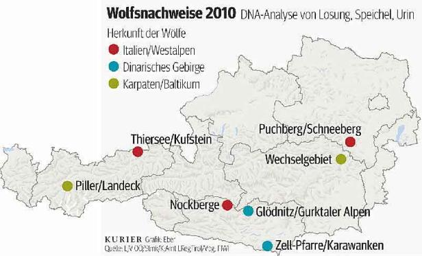 Fotobeweis in Puchberg am Schneeberg: Der Wolf wurde genau an jener Stelle fotografiert, wo er zuvor bereits über Monate hinweg mehrere Schafe gerissen hatte