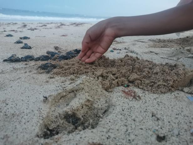 Lenas Hand geleitet die Babyschildkröten zum Atlantik