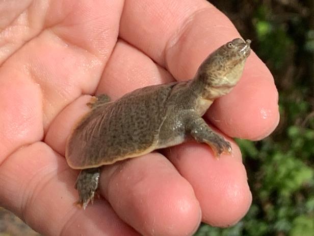 Vom Suppentopf zur Nachzucht: Baby-Schildkröten in der Steiermark 