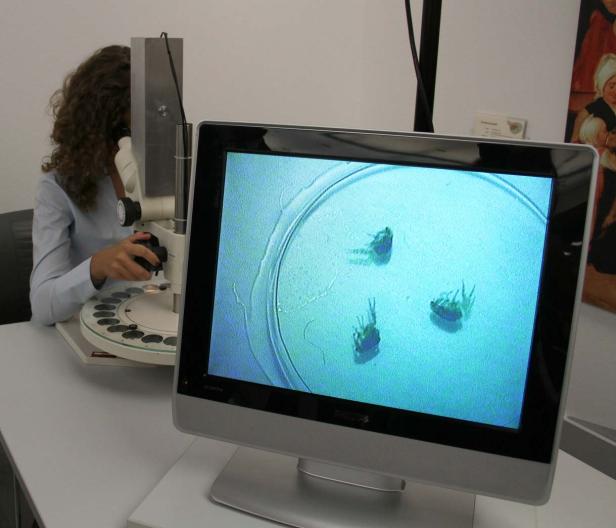 Eine Frau betrachtet Proben unter einem Mikroskop, deren vergrößerte Ansicht auf einem Monitor zu sehen ist.